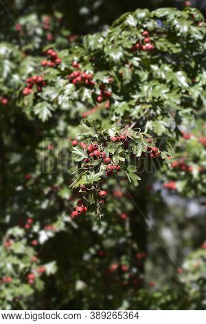 Common Hawthorn - Latin Name - Crataegus Monogyna
