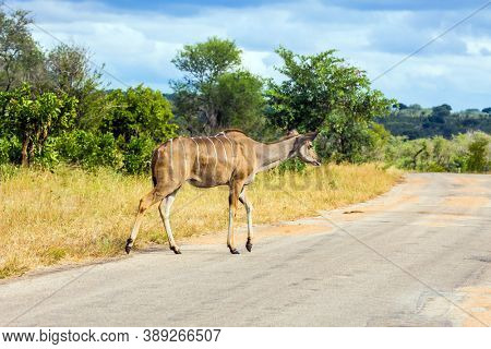 Antelope Kudu - African species of antelope from the subfamily of bulls. Kudu crosses the road in the park. South Africa. The Kruger Park. The concept of ecological and photo tourism