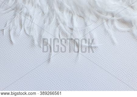 White Feather On White Textured Background. Frame, Free Space For Your Text Or Product. Tenderness C