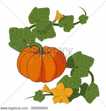A Pumpkin Bush With Flowers And Fruits