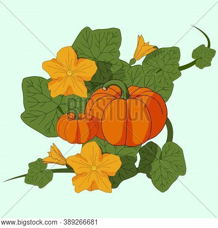 Two Mature Pumpkins On A Bush With Leaves