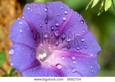 Glorybind blomst