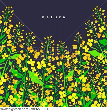 Canola Flower Field. Vector Border Color Background. Oilseed Illustration. Art Shape Of Green Leaves