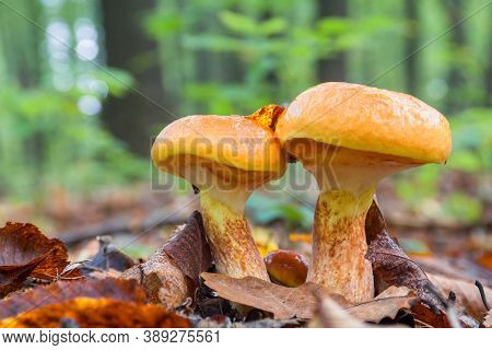 Two Young Edible Mushrooms Suillus Elegans Grow In The Forest