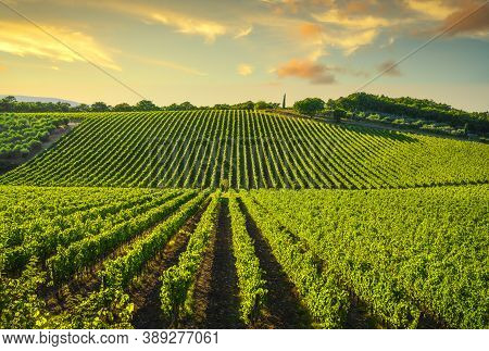 Vineyard At Sunset. Sangiovese Red Italian Wine Grape Variety. Castellina In Chianti, Tuscany, Italy