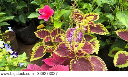 Coleus Plants Also Called Coleus Blumei Or Plectranthus Scutellarioides