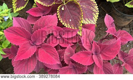 coleus plants also called Coleus blumei or Plectranthus scutellarioides