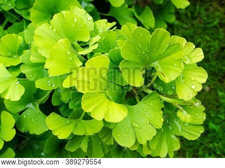 Gingko Biloba. Branch With Green Leaves With Waterdrops.