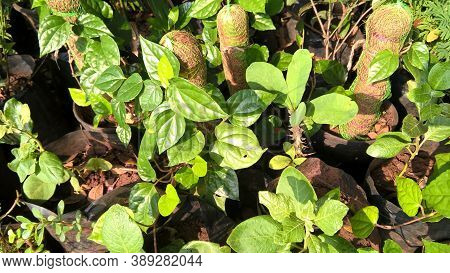 Scenic View Of Betel Leaf Plants For Multipurpose Use