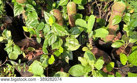 Scenic View Of Betel Leaf Plants For Multipurpose Use