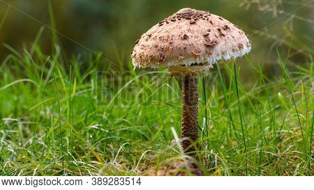 One Large Parasol Mushrooms (macrolepiota Procera). Edible Mushrooms Food Ingredient. Blurred Grassl