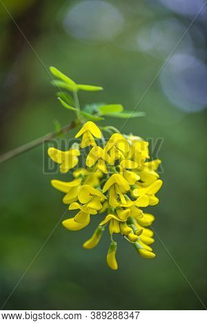 Flowers Of Yellow Wisteria In Close-up View On A Blurred Background.