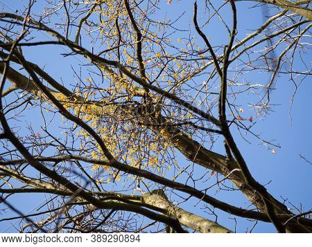 Yellow Berried Mistletoe European Loranth (loranthus Europaeus) With Yellow Berries Growing On Tree 