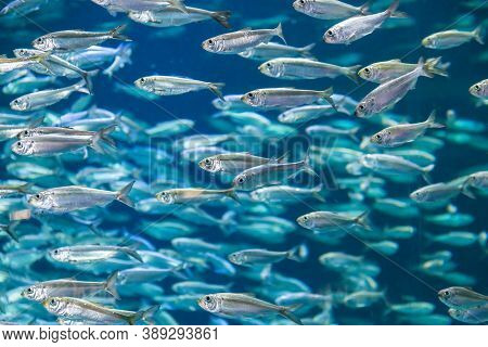 Shoal Of Alewives, Alosa Pseudoharengus, In An Aquarium Tank