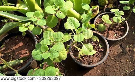 Trachyspermum Ammi, Ajowan Caraway Or Ajwain Plant View