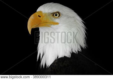 Portrait Of An Eagle N A Black Background. Colour Portrait Eagle. Poupalar American Bird.