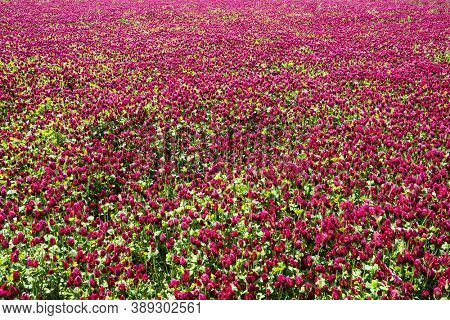 Red blooming crimson clover field (Trifolium incarnatum) natural background