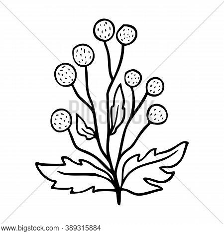 Craspedia Outline Hand Drawn Logo Element. Herbs Doodle Botanical Icon Tansy For Logo. Herbal And Me