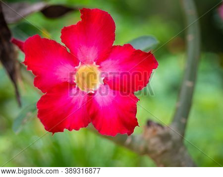 Beautiful Plumeria Flowers For Background , Spa Flower.