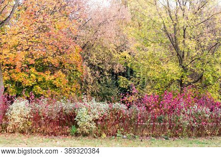 Autumn Landscape, Old Maple With Yellow, Jrange, Red Leaves In A City Park Lit By The Sun