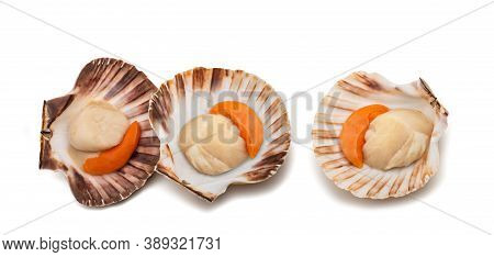 Fresh Shell Scallop Isolated On White Background