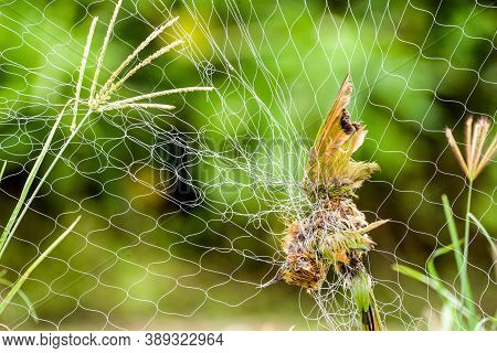 Bird Hang On Bird Net, It Was Caught By Bird Net , Bird Were Dead By Trapped In The Net.