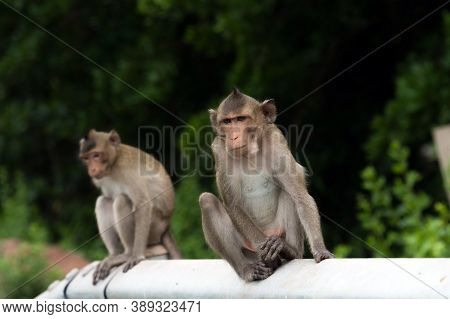 Monkey Sitting On The Edge Of The Bridge