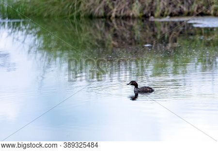 Little Grebe Also Known As Dabchick, Is A Member Of The Grebe Family Of Water Birds In North Of Thai