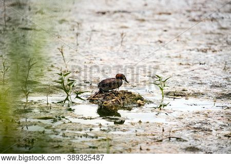 Little Grebe Also Known As Dabchick, Is A Member Of The Grebe Family Of Water Birds In North Of Thai