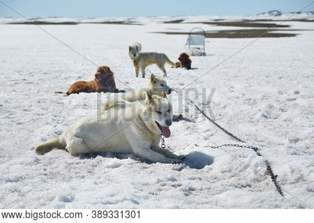 Dog sled ready for a ride on a snowy arctic lansdscape
