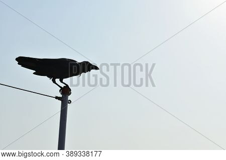 A Crow Just Ready To Fly In The Blue Sky