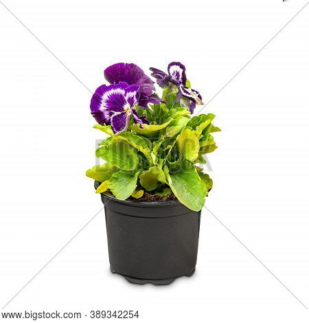 Viola Wittrockiana Flower Or Garden Pansy On White Background