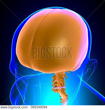 Dura Mater Anatomy For Medical Concept 3D