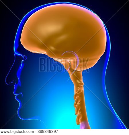 Dura Mater Anatomy For Medical Concept 3D