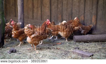 Brown Laying Hens On The Farm In Summer.. Egg-laying Hens In The Yard
