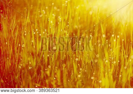 Blurred Autumn Background. Minimalism. Yellow-red Background With Grass. Blurred Autumn Background. 
