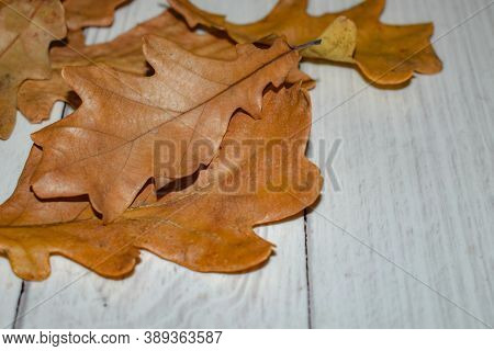 Dried autumn oak leaves on a light wooden texture background. Autumn layout, top view. Place for tex