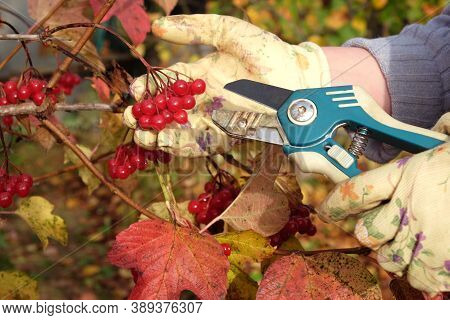 Female Hands In Protection Gloves Cuts With Secateurs Ripe Viburnum Berries Fron Autumn Shrub Closeu