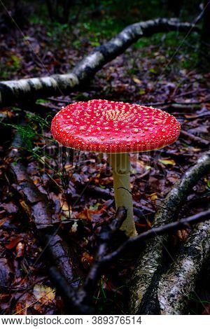 Large Open Red Mushroom With White Dots, Red Amanita, Fly Agaric. Dark Scene On A Wet Forest Floor W