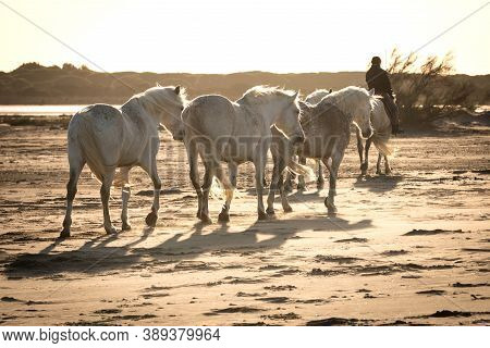 28 / 04/2019 : White Horses Are Walking In The Sand All Over The Landskape  Of Camargue, South Of Fr