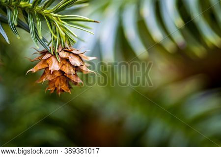 China Fir Tree (cunninghamia Lanceolata) Pine Cone In A Woodland Garden, Hungary