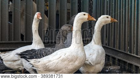 Gray Goose On The Farm. Blurred Background. Gray And White Geese In The Paddock At The Ranch. Domest
