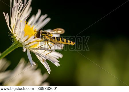 Long Hoverfly (sphaerophoria Scripta) Sitting On Common Daisy (bellis Perennis)