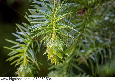China Fir Tree (cunninghamia Lanceolata) Pine Cone In A Woodland Garden, Hungary