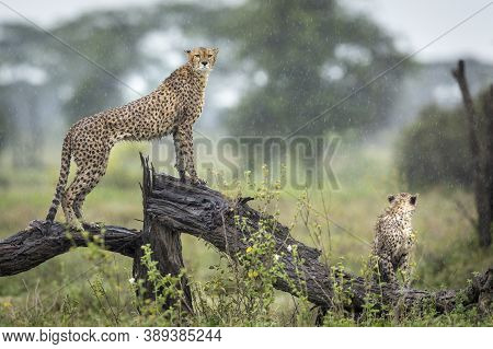 Two Cheetahs Standing Alert On A Wet Log In The Rain In Ndutu In Tanzania