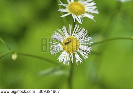 Daisy Fleabane With A Golden Insect In White Pines State Park In Illinois