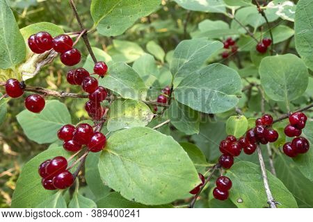 Lonicera Xylosteum Dangerous Wild Poisonous Plant With Poisonous Fruits And Seeds