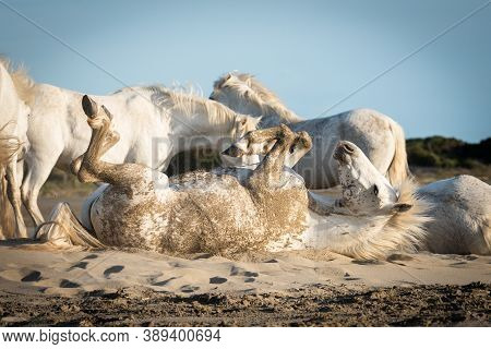 28 / 04/2019 : White Horses Are Walking In The Sand All Over The Landskape  Of Camargue, South Of Fr