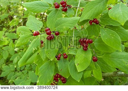 Lonicera Xylosteum Close-up - A Poisonous Wild Plant With Dangerous Fruits
