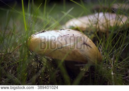 Mushrooms In Nature, Photo Of Mushrooms In The Grass, Autumn Picking Of Mushrooms, Autumn Harvest